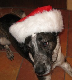 Bongo Looking Cute in a Santa Hat