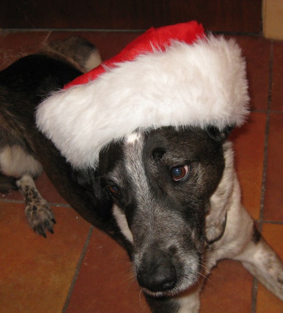 Bongo Looking Cute in a Santa Hat
