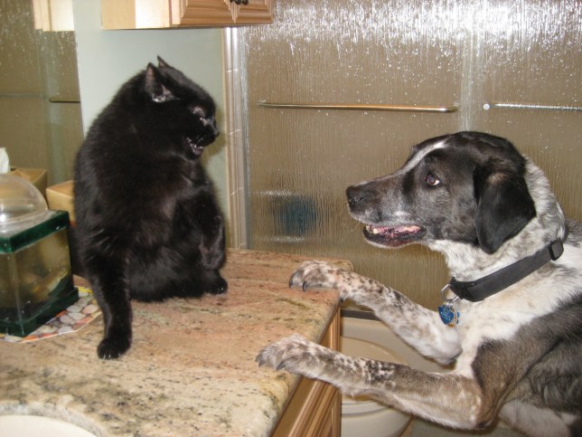 Scratchy on counter - Bongo's paws on counter