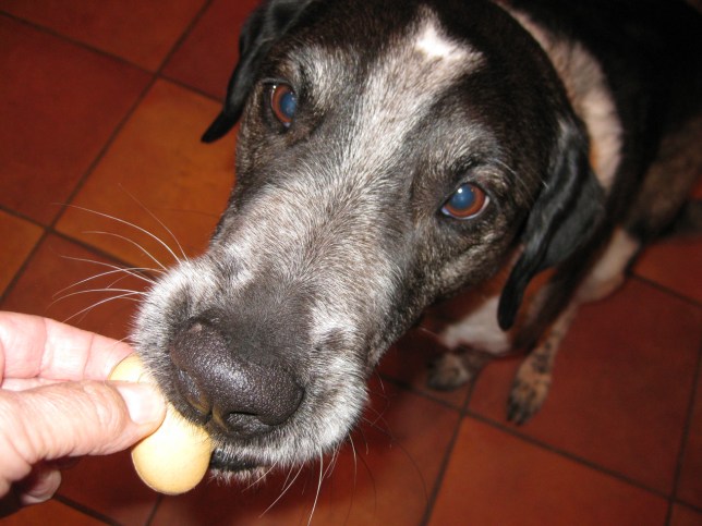 Bongo getting a treat