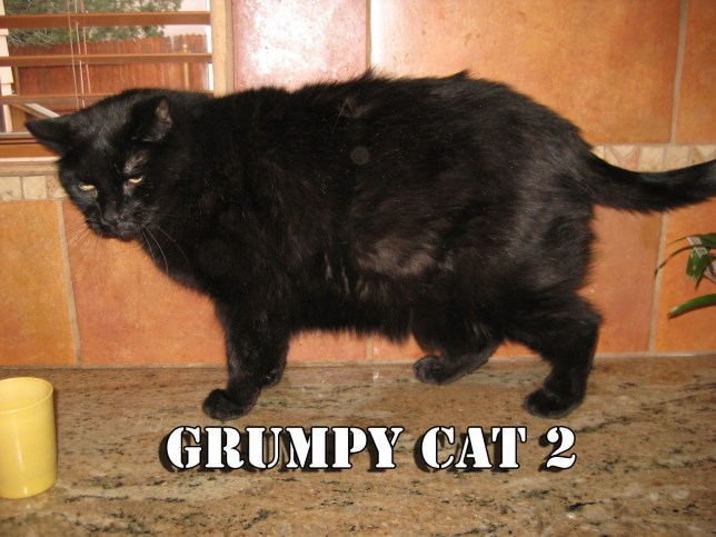 Scratchy looking like the next Grumpy Cat