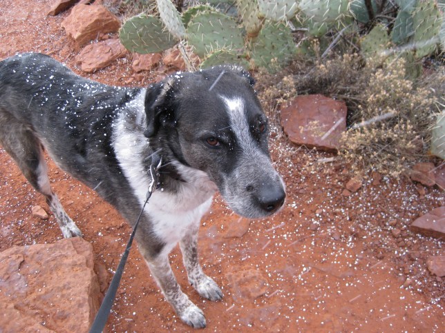 Bongo giving the evil eye