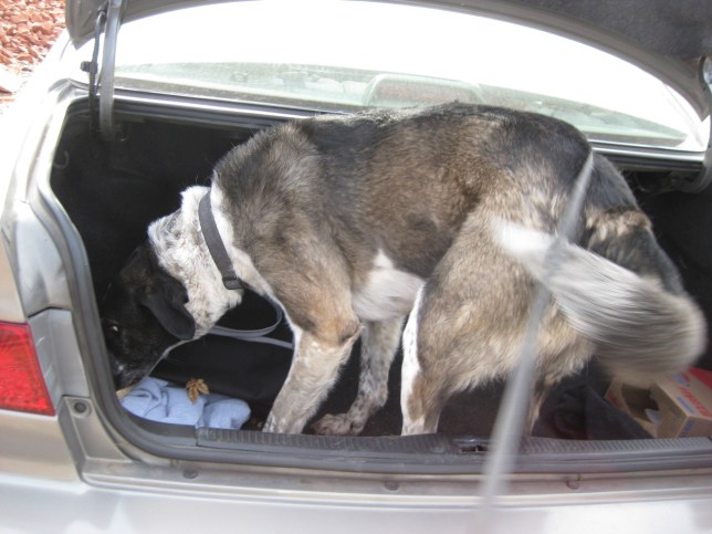 Bongo crawling in the trunk of a car