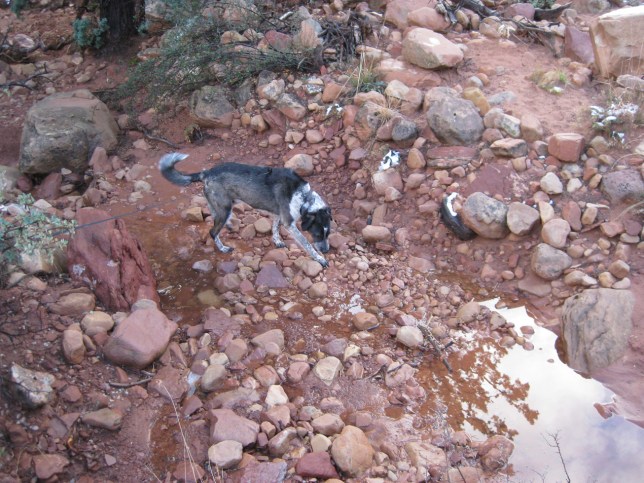 Bongo heading into a wash
