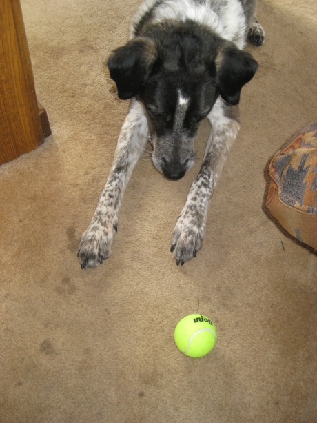 Bongo looking at a tennis ball
