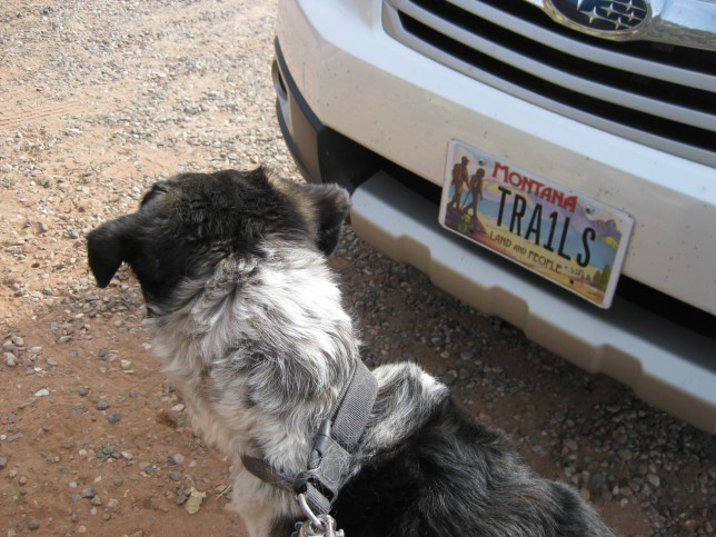 Bongo looking around the car with the TRA1LS license plate