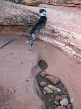 Bongo Looking up the Wash above the puddle