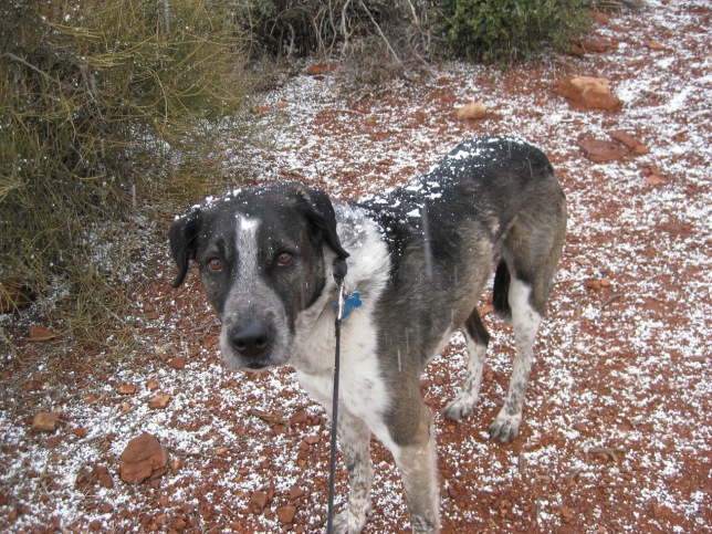 Bongo with snow on his back and a sad look