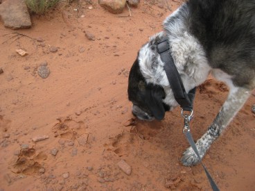 Bongo sniffing muddy paw prints
