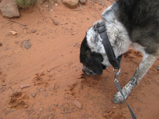 Bongo sniffing muddy paw prints