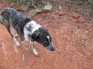 Bongo unhappy with the falling snow