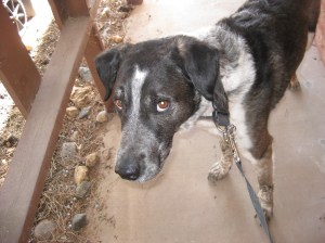 Bongo Refusing to Come in the House