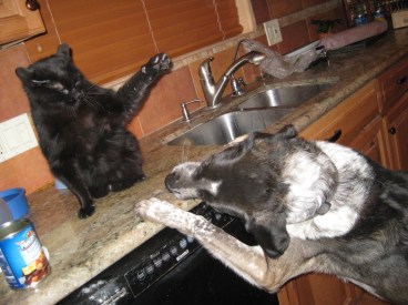 Scratchy with his paw up ready to bat Bongo