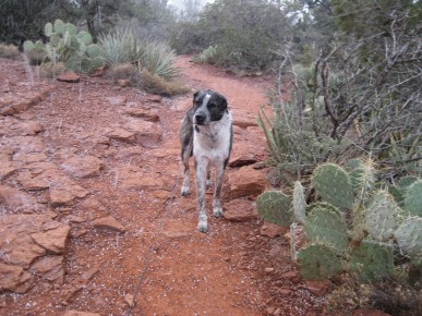 Bongo balking while the snow is falling