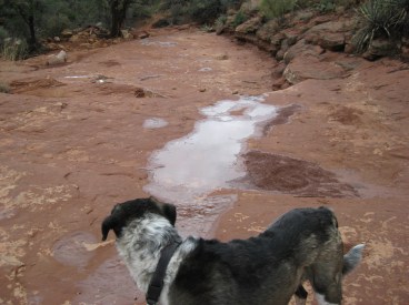 Bongo looking at a trail of water
