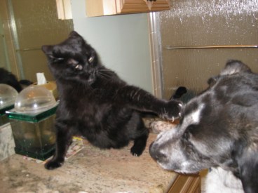 Scratchy Attacks Bongo