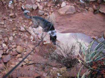 Bongo stepping into a puddle