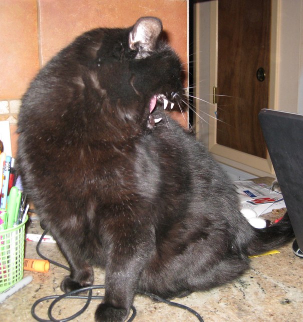 Scratchy showing his teeth