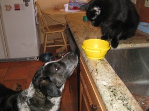 Bongo looking up at Scratchy and the bowl on the counter