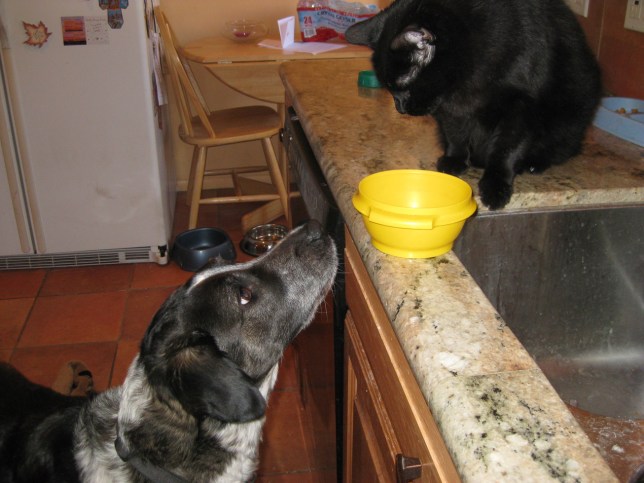 Bongo looking up at Scratchy and the bowl on the counter
