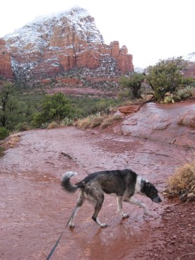 Bongo heading for the weeds on the trail