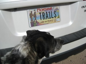 Bongo by a license plate that says TRA1LS