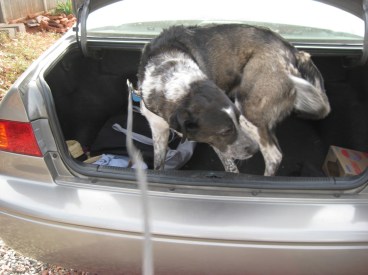 Bongo turning around in the trunk of a car