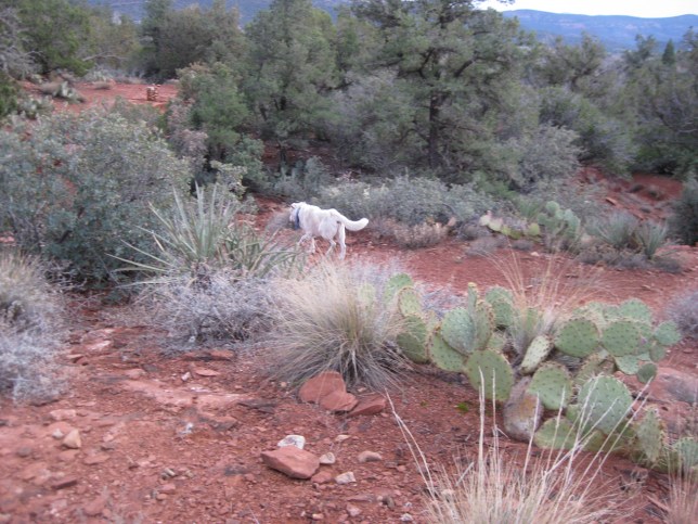 Ghost Dog Walking Away