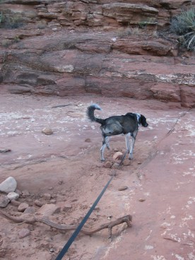 Bongo watering where the puddle used to be