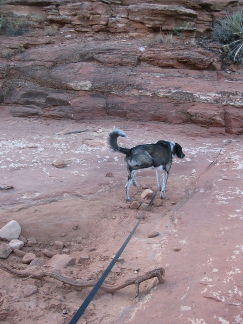 Bongo watering where the puddle used to be