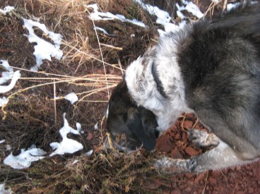 Bongo chomping on weeds with snow patches