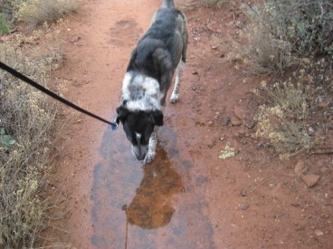 Bongo in a Puddle on the Trail