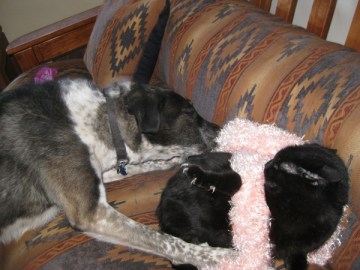 Bongo tugging on the scarf - Scratchy about to attack