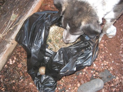 Bongo looking at a ball in a bag full of weeds