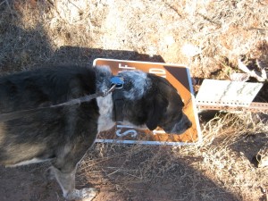 Bongo next to a downed trail sign