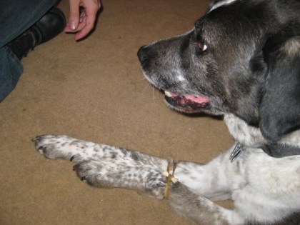 Bongo's legs tied together with a Bongo Tie