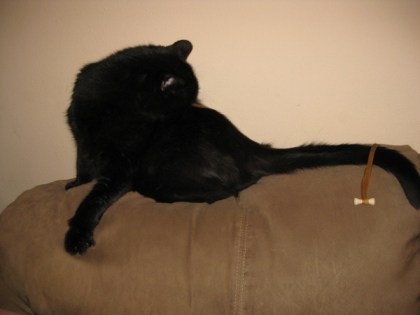 Scratchy with Bongo Ties on him