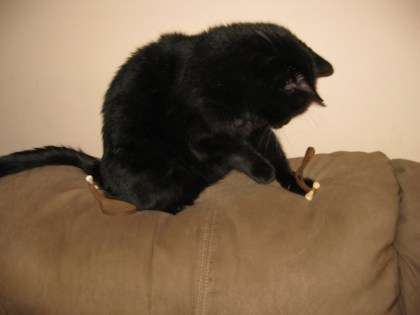 Scratchy playing with a Bongo Tie