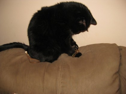 Scratchy playing with a Bongo Tie