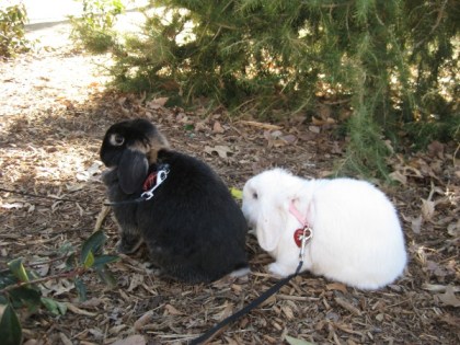 Two bunnies on leashes