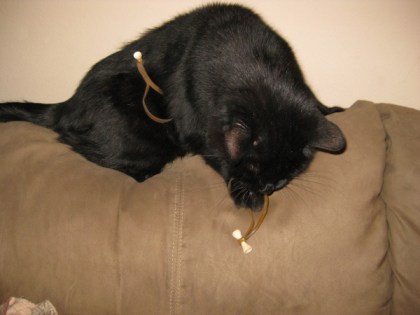 Scratchy chewing on a Bongo Tie