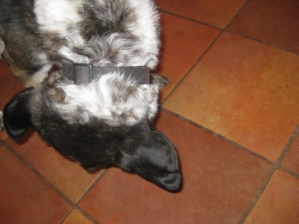 Bongo licking the floor with his ears hanging out