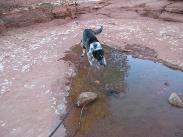 Bongo stepping lightly in the puddle