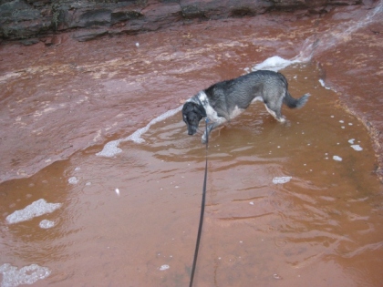 Bongo wading in a large puddle