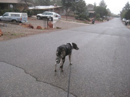 Bongo walking down the street