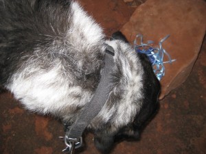 Bongo sniffing something he found