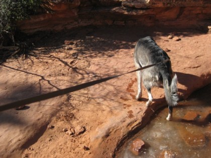 Bongo dripping water as he steps out of ice puddle