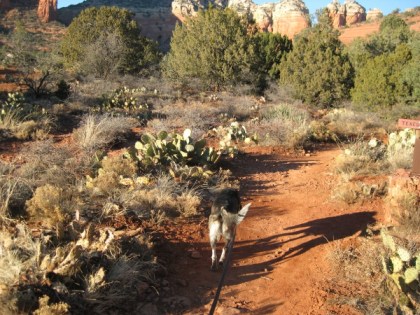 Bongo looking at gray and brown vegetation