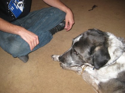 Grumpy Cat on a shirt and Bongo tied up