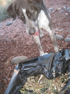 Bongo looking into a trash bag